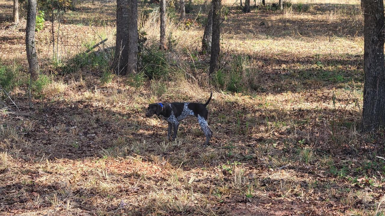 2021 Gspca National Field Futurity Championship Walkers Farm And Kennel